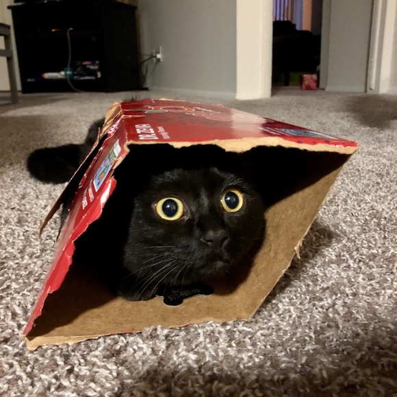 Meet your Posher, Maggie - Picture 1 of 1